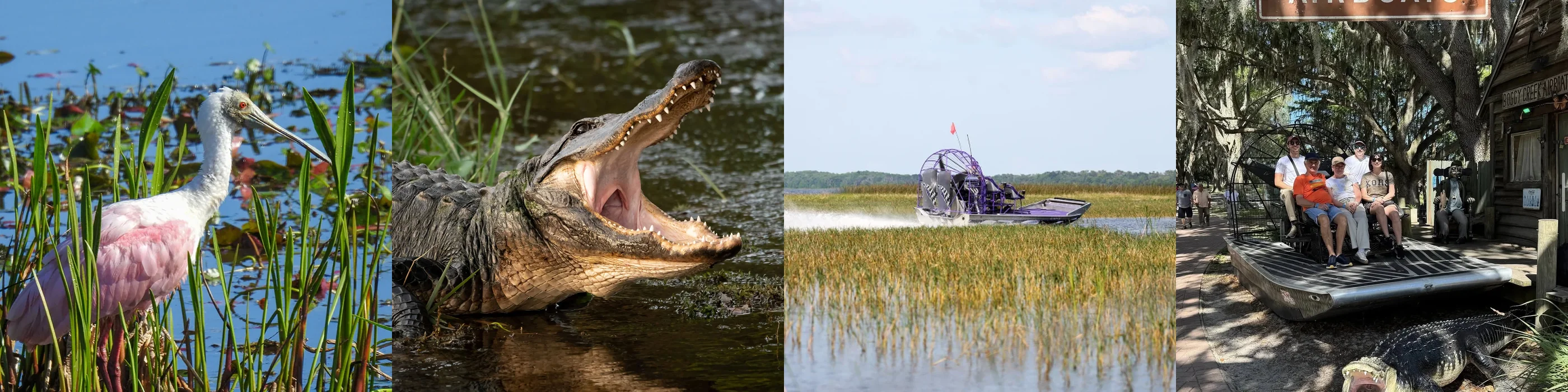 Frise de photos des Everglades : alligator, mangrove et hydroglisseur