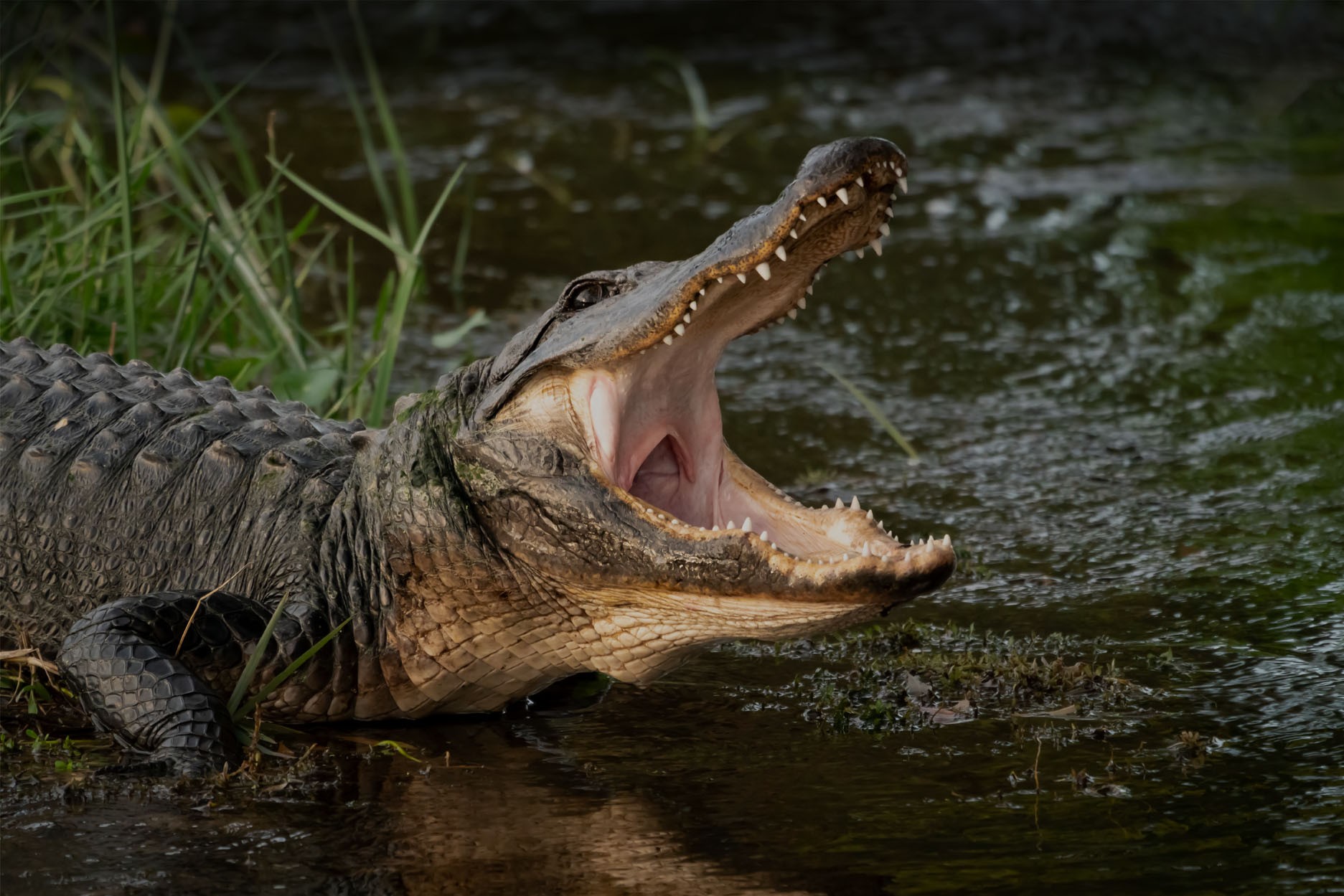 Alligator dans le parc national des Everglades en Floride